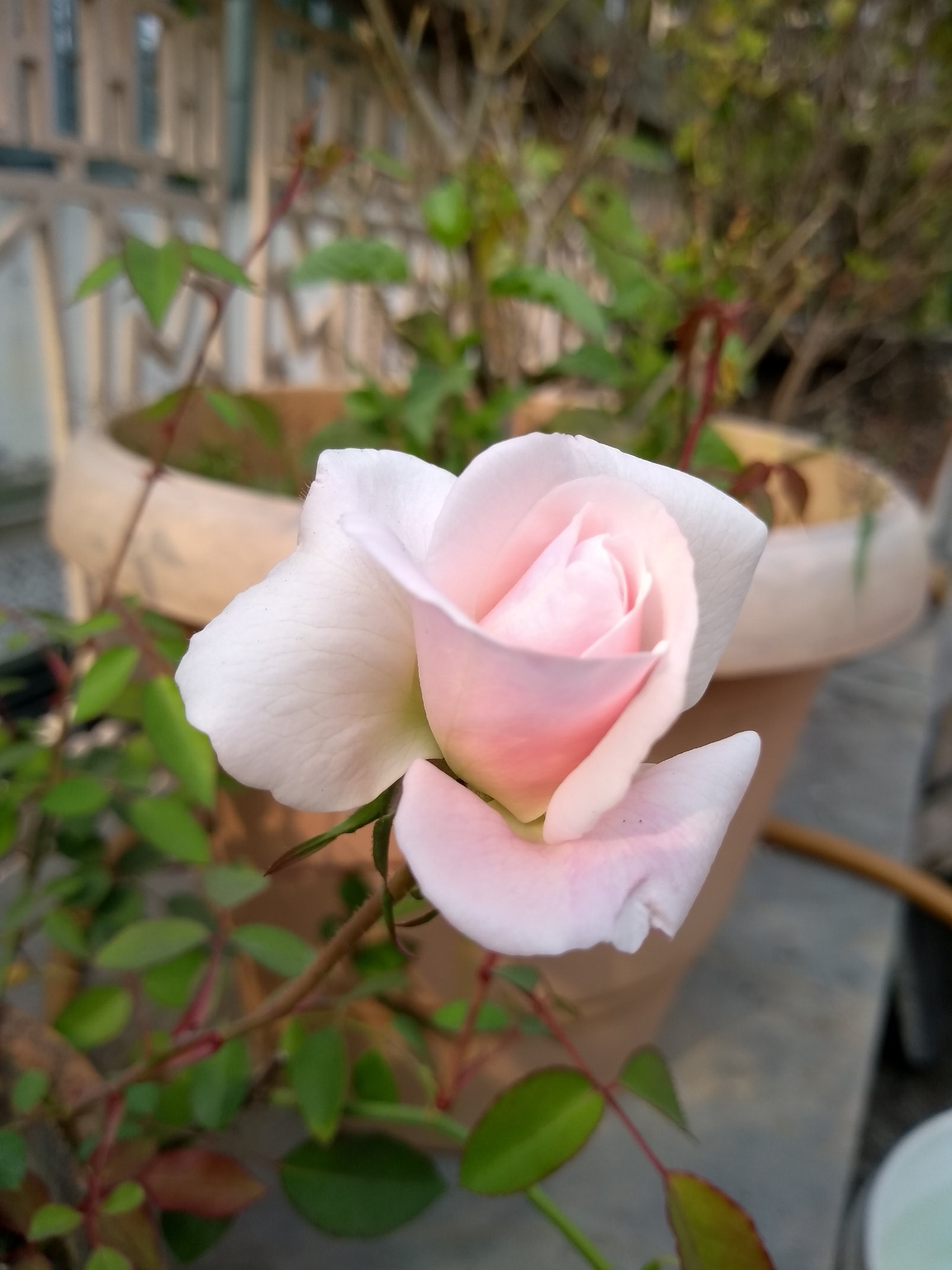 Motorola Moto G (5S) sample photo. White rose photography