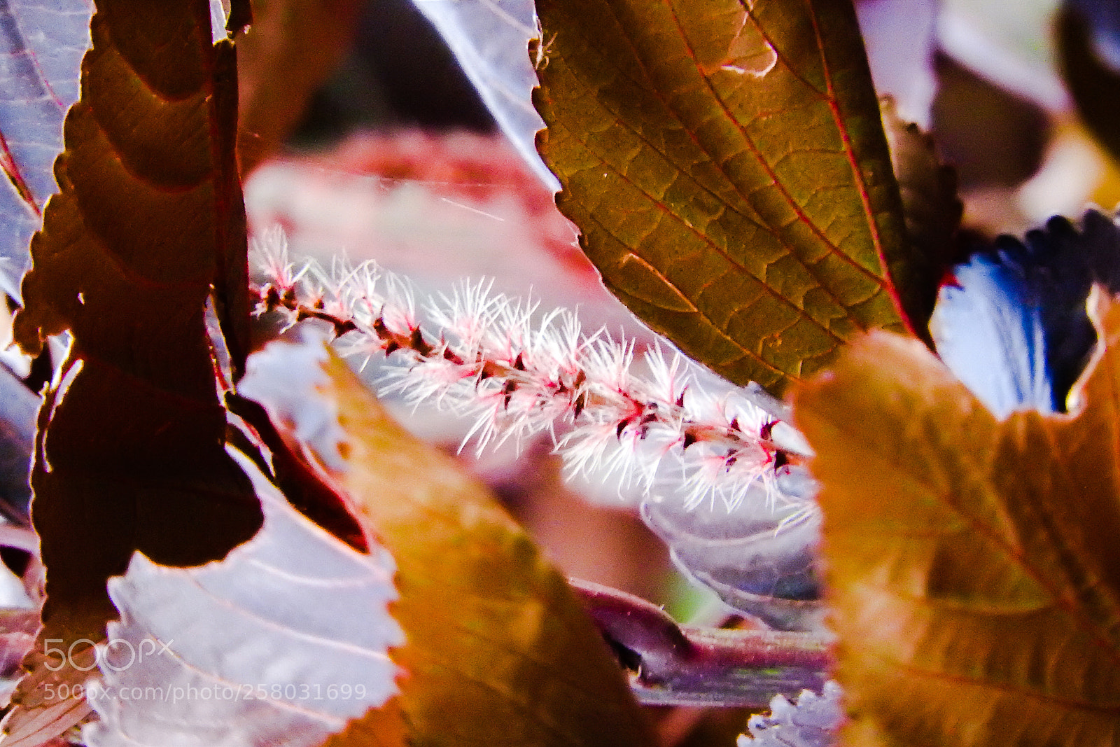 Nikon Coolpix P610 sample photo. Flora..... photography