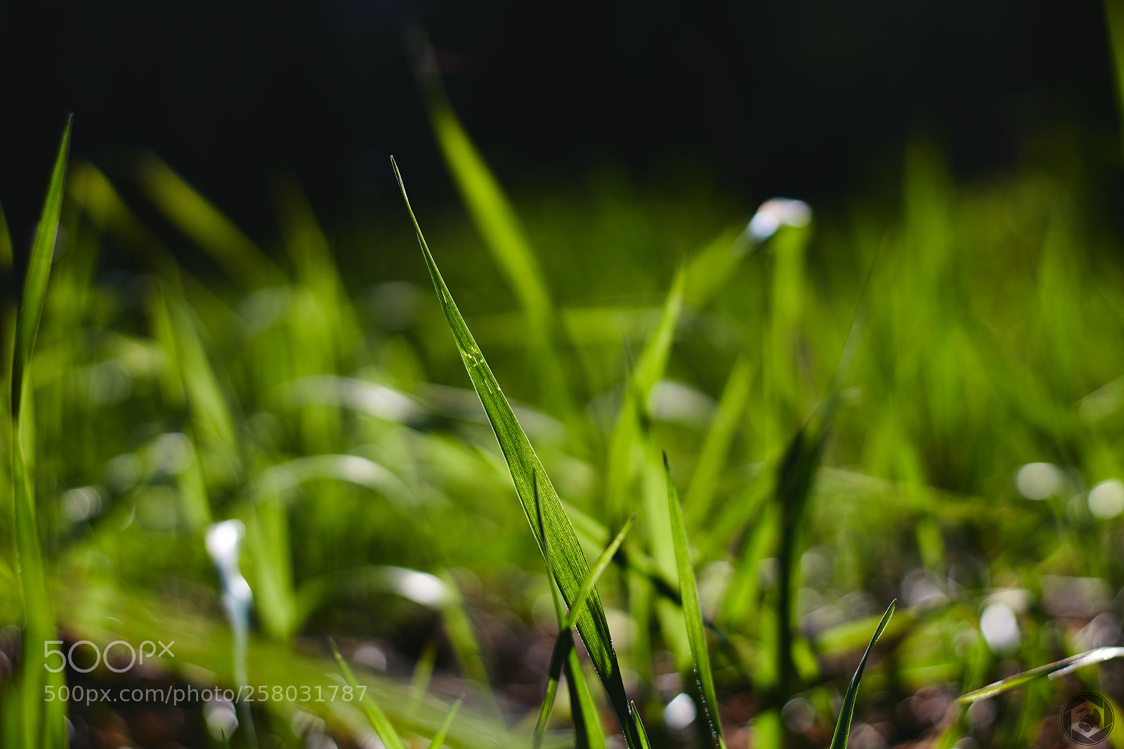 Canon EOS 1300D (EOS Rebel T6 / EOS Kiss X80) sample photo. Grass photography