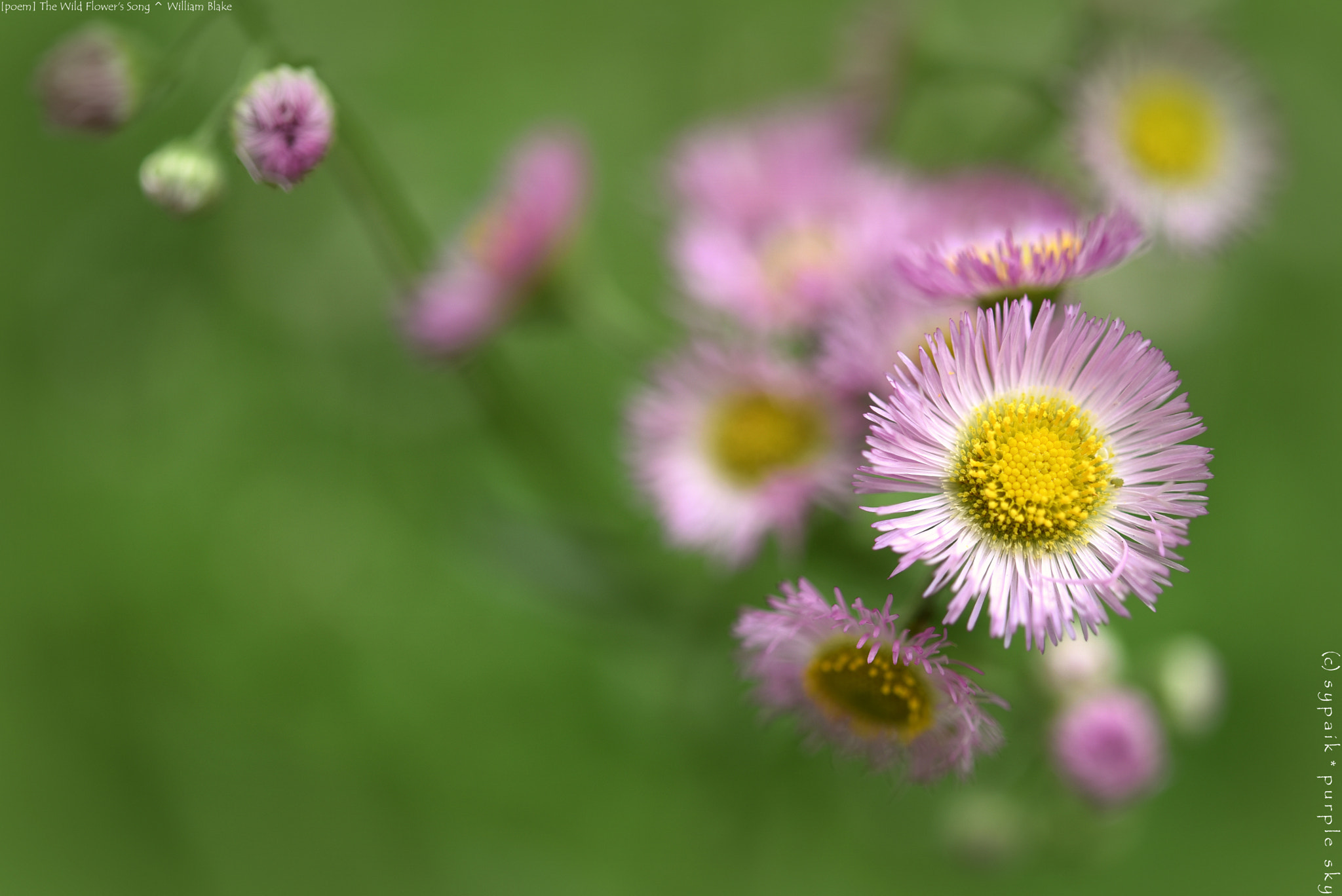 Nikon D750 + Nikon AF-S Micro-Nikkor 60mm F2.8G ED sample photo. The wild flower's song * photography