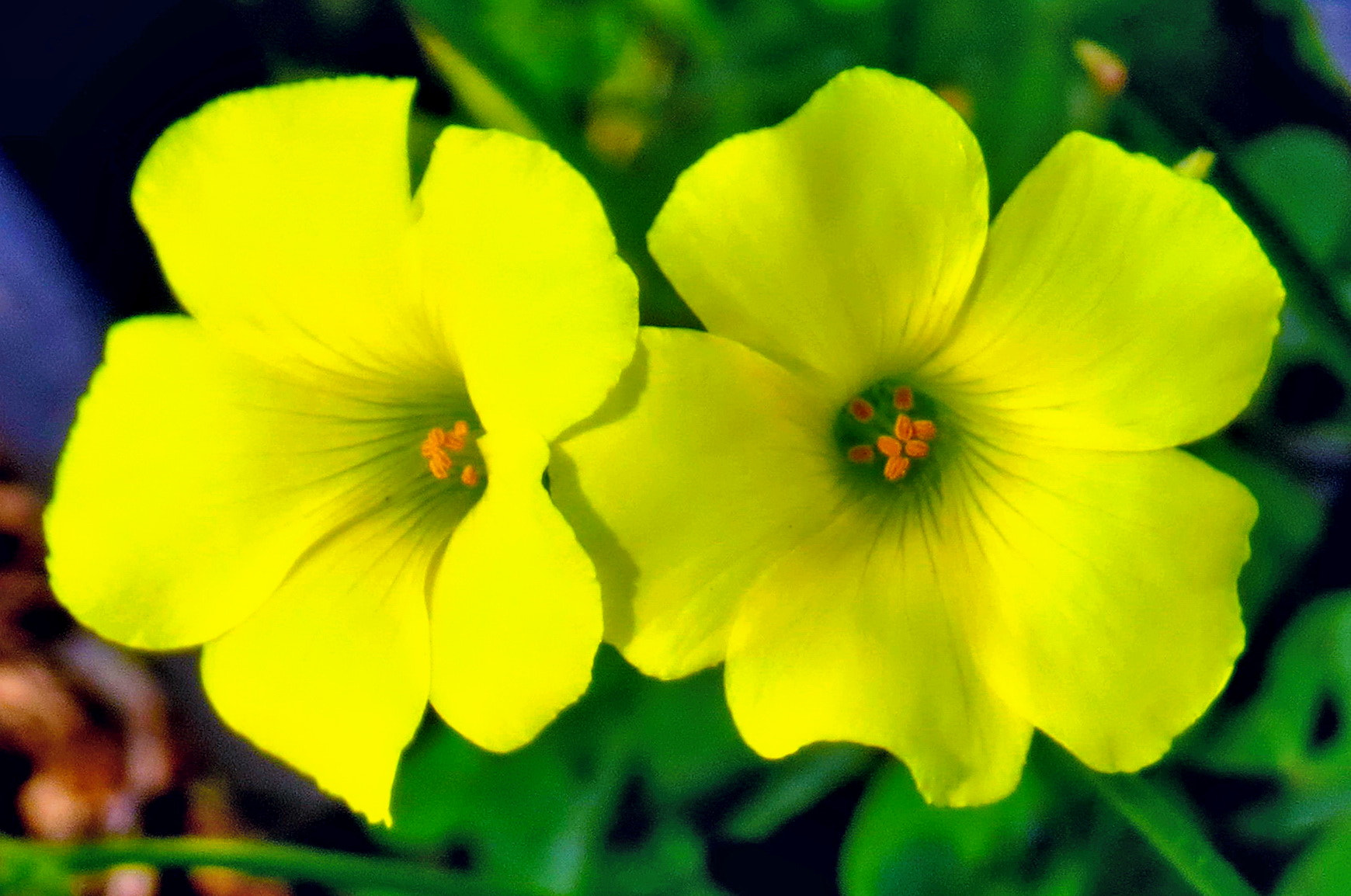 Canon PowerShot SX50 HS + 4.3 - 215.0 mm sample photo. Two yellow daisy flowers photography