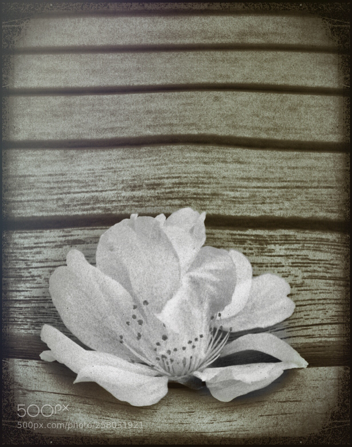 Canon EOS 350D (EOS Digital Rebel XT / EOS Kiss Digital N) sample photo. Forgotten  photography