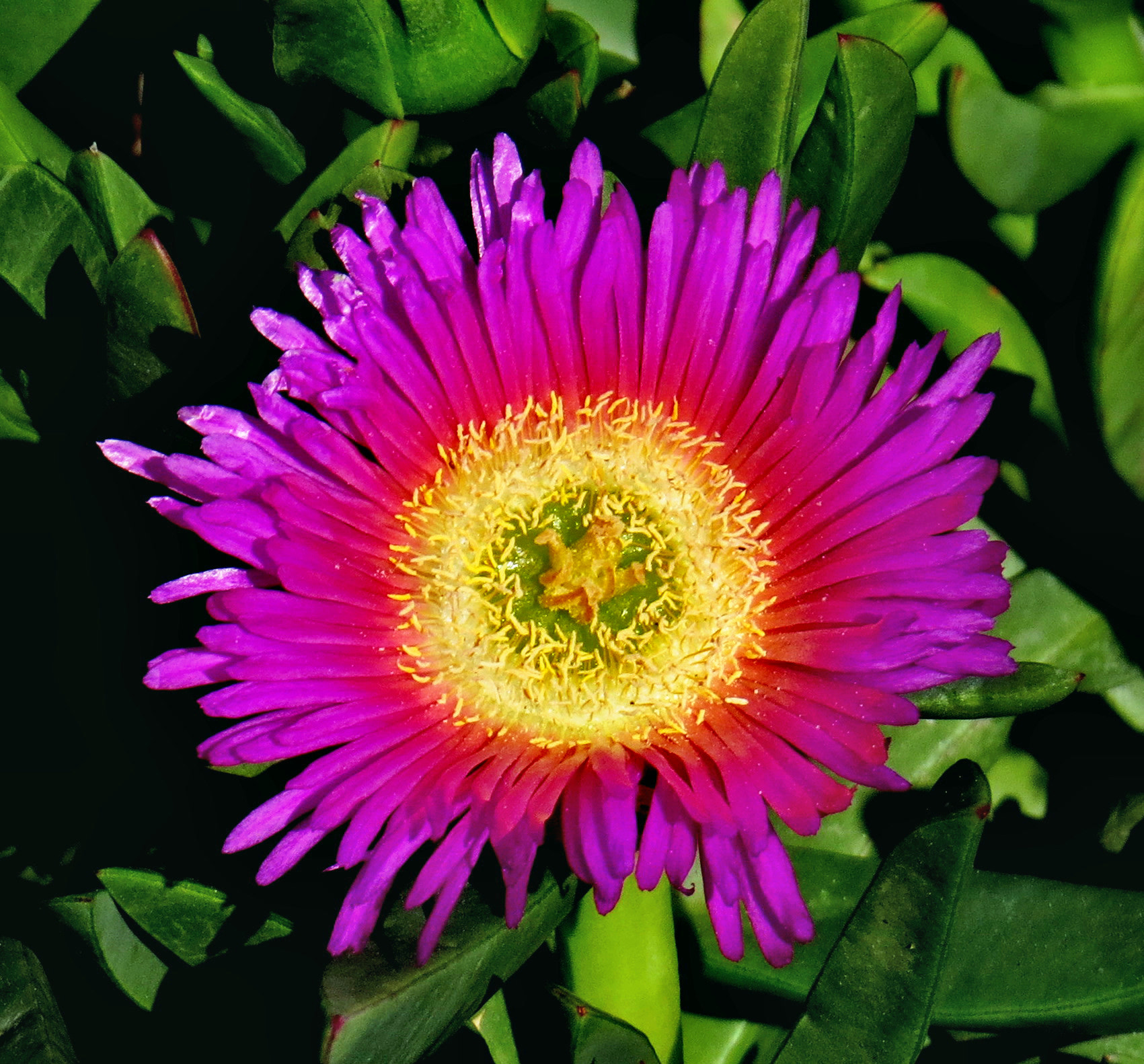 Canon PowerShot SX50 HS + 4.3 - 215.0 mm sample photo. A purple dandelion flower photography