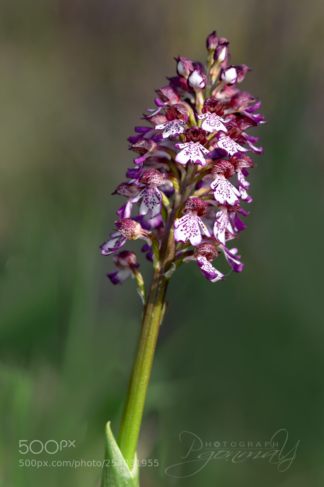 Nikon D7000 sample photo. Orchis purpurea photography