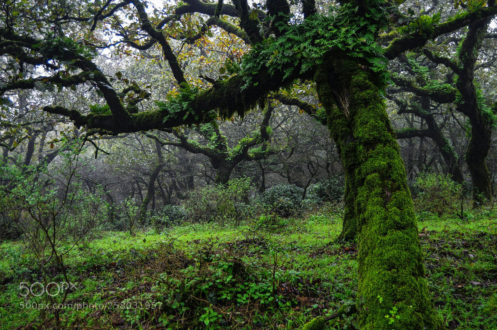 Nikon D3200 sample photo. Bosque de niebla photography