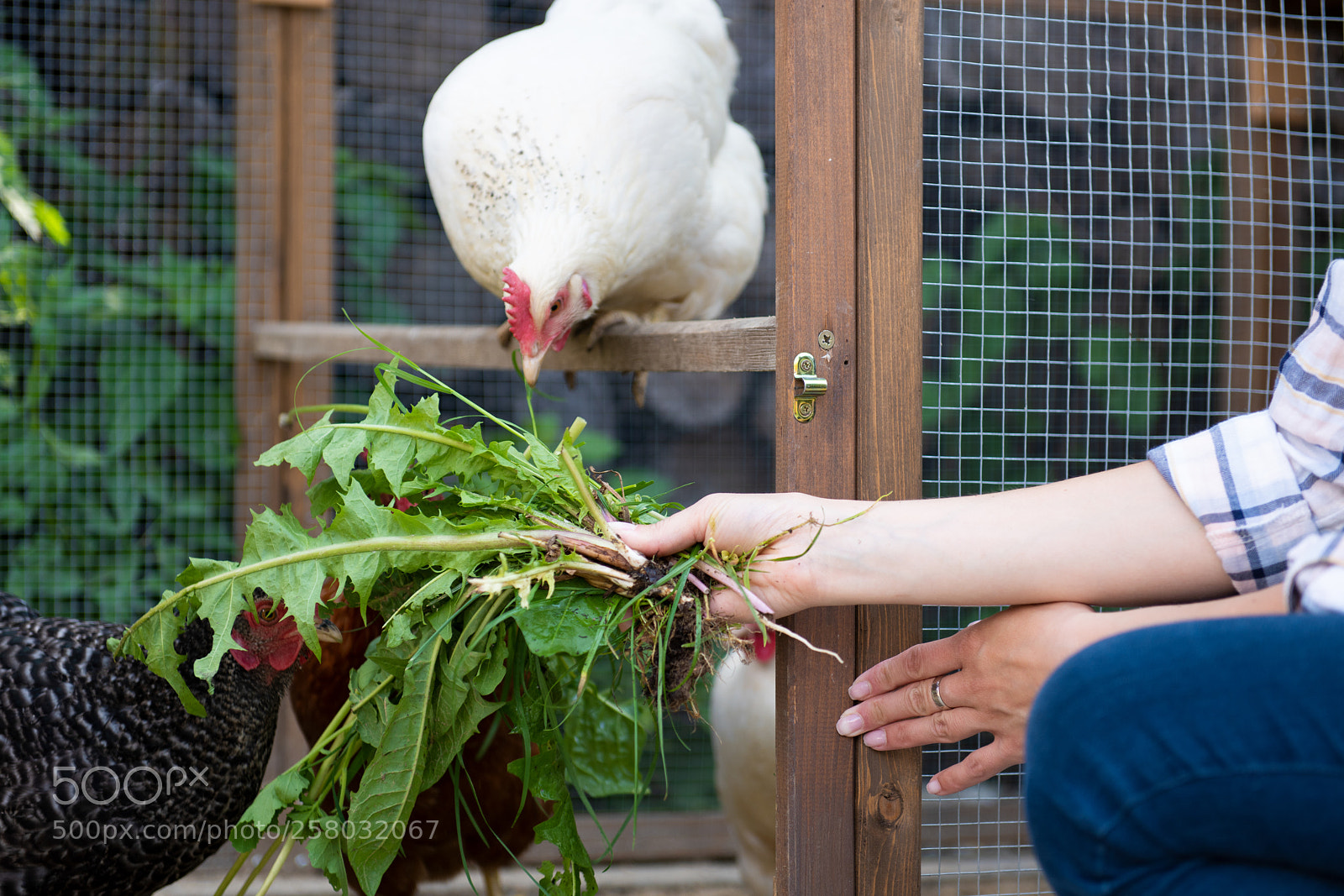 Nikon D810 sample photo. Unrecognisable woman feeding her photography