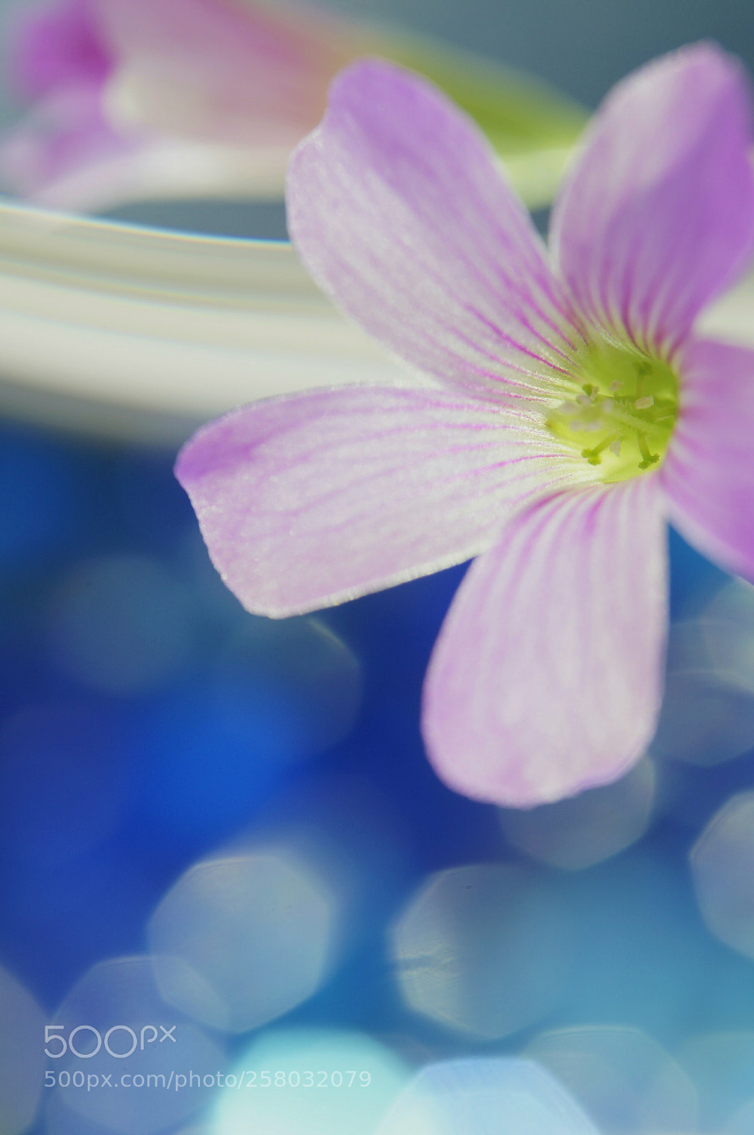 Sony SLT-A57 sample photo. Flower photography