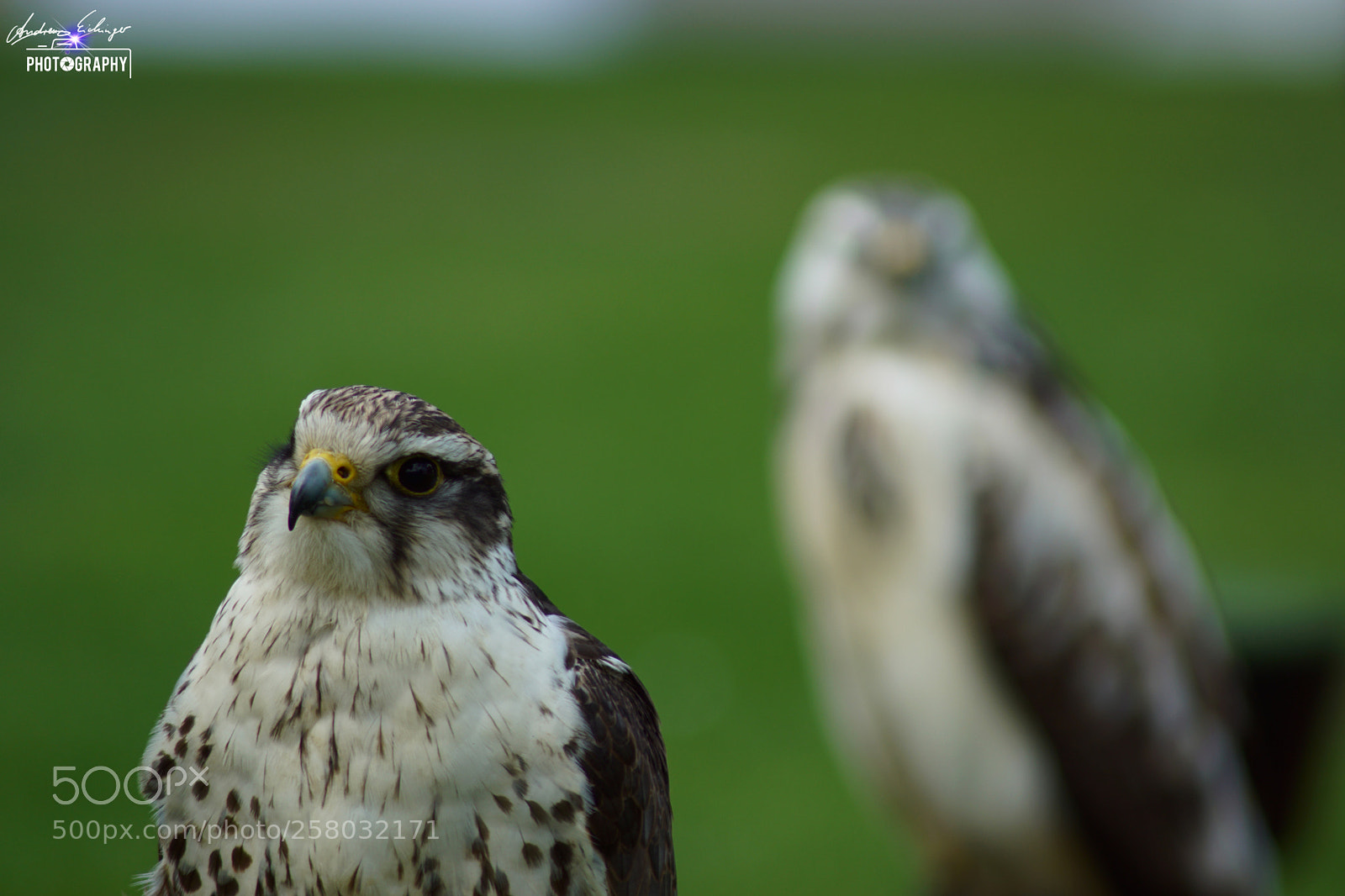 Sony SLT-A68 sample photo. Andreas eichinger photography photography