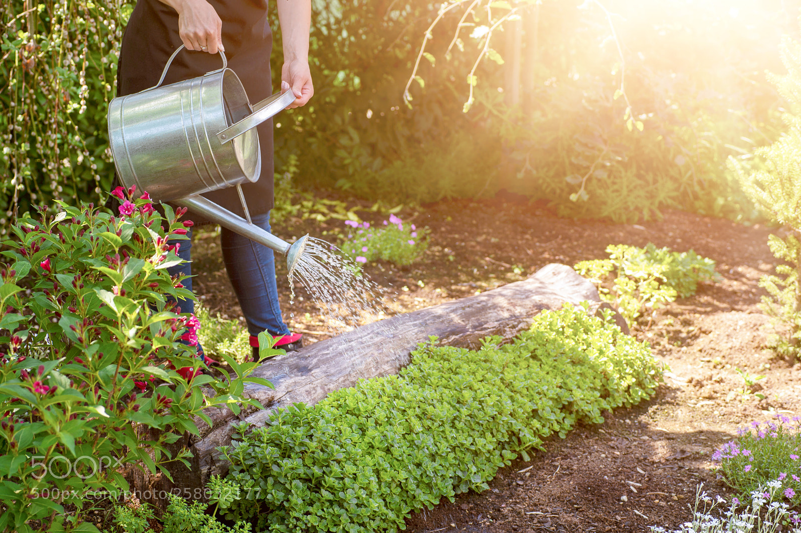 Nikon D4S sample photo. Unrecognisable woman watering flower photography
