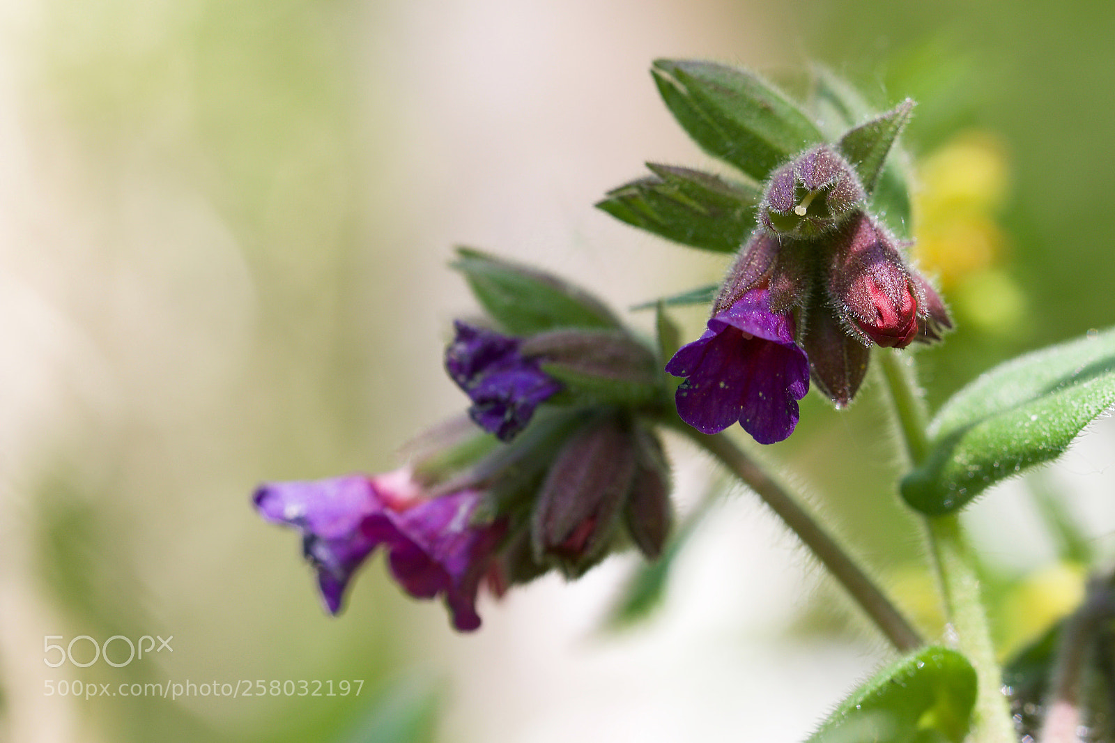 Canon EOS 70D sample photo. Coucou-0547mg photography