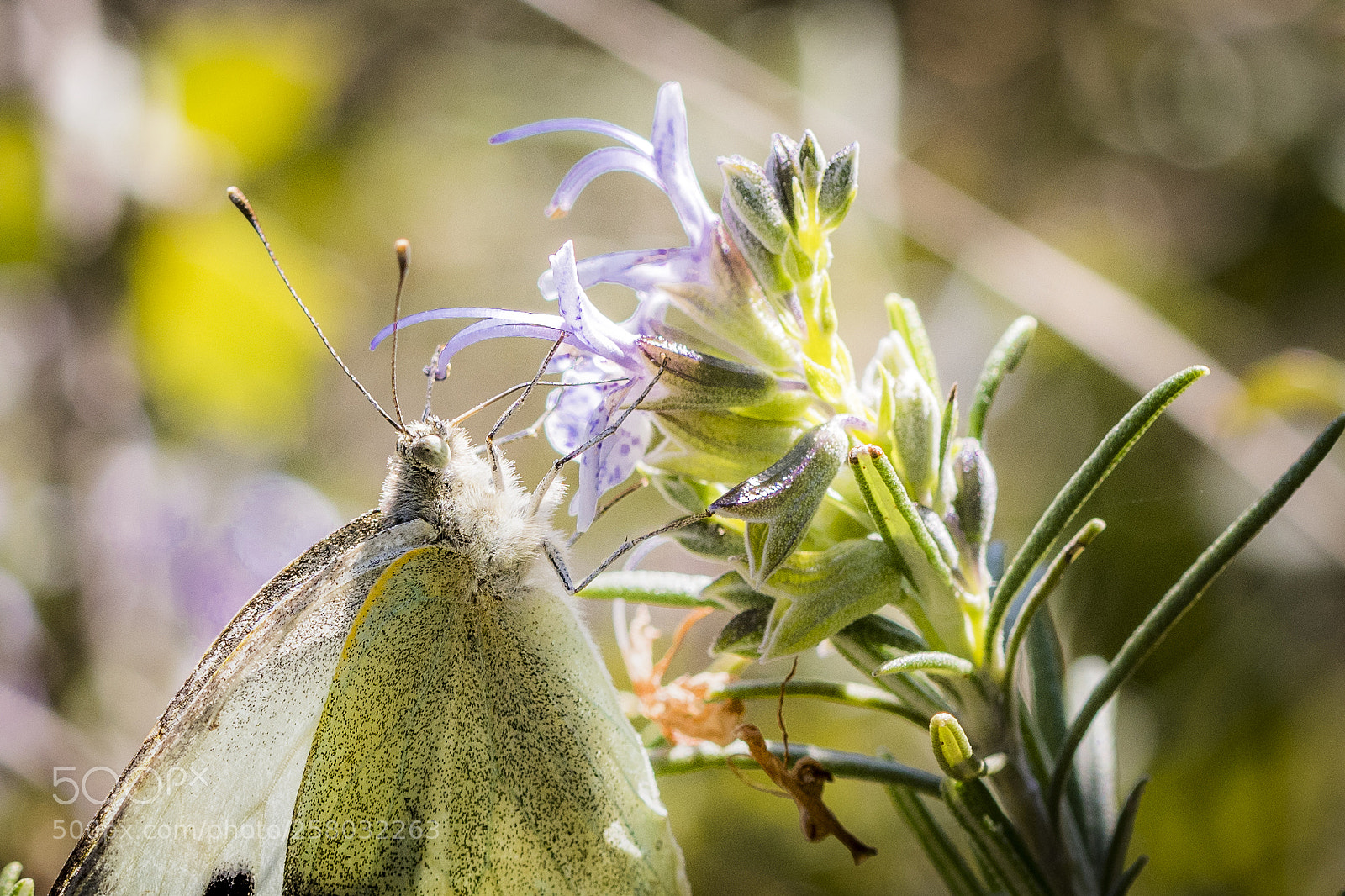 Nikon D500 sample photo. Pieris brassicae photography