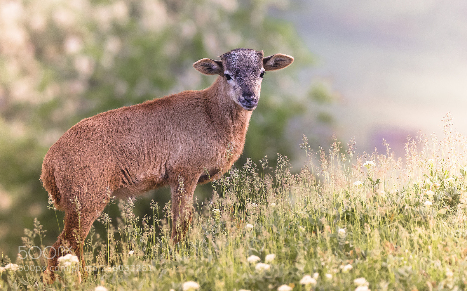 Nikon D5200 sample photo. Lamb photography