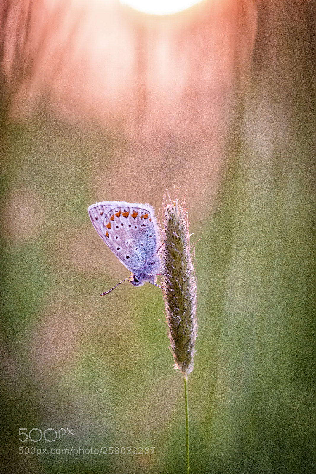 Nikon D7200 sample photo. Enjoying the evening sun photography