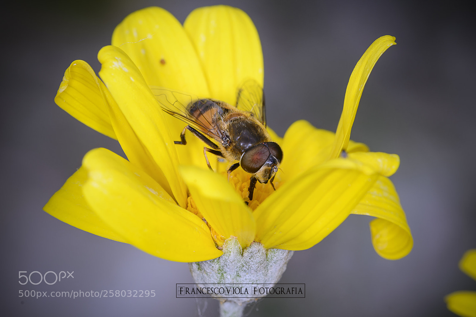 Nikon D7100 sample photo. Pollination photography