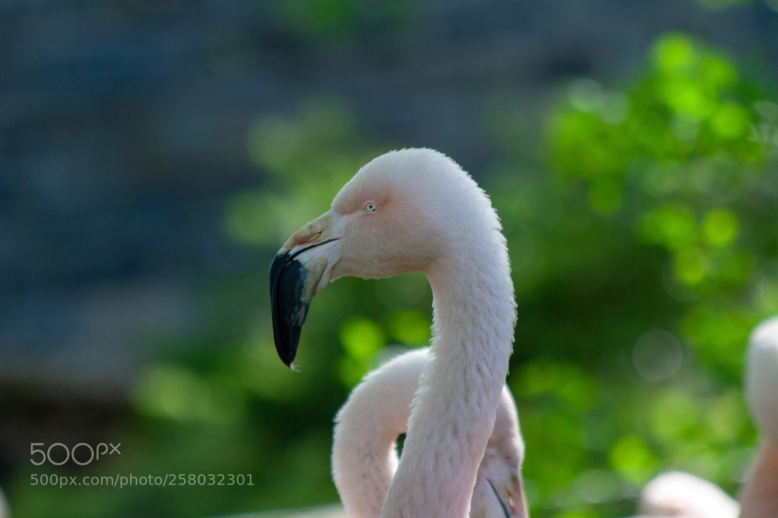 Canon EOS 30D sample photo. Shady flamingo photography