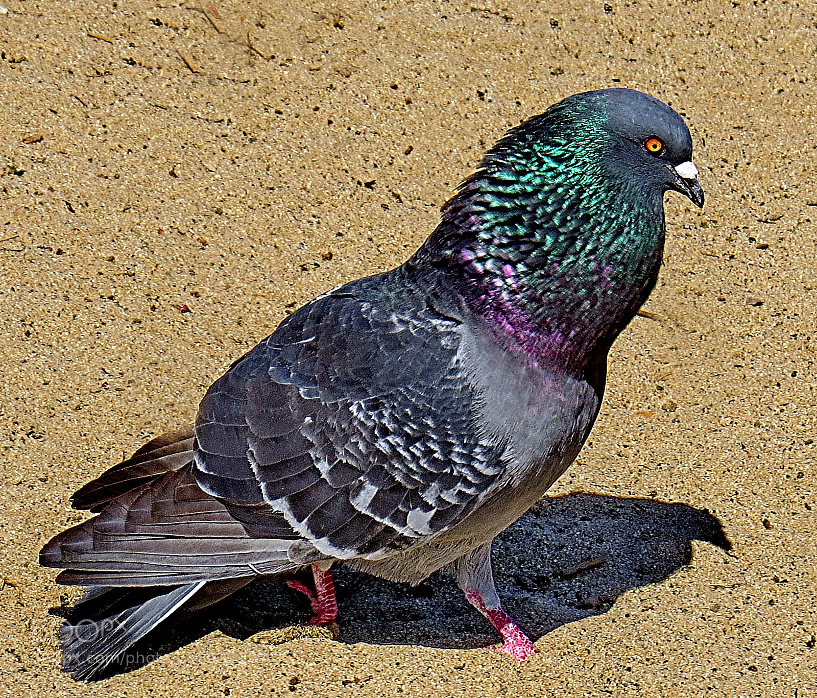Canon PowerShot SX50 HS sample photo. A pigeon walking on photography