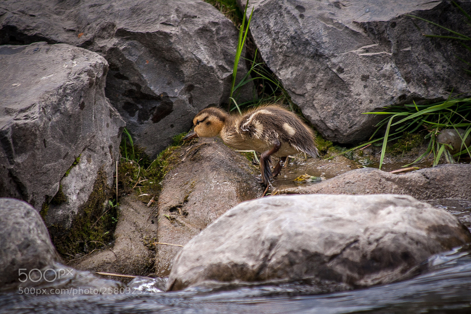 Canon EOS 30D sample photo. Duckling on the beach photography