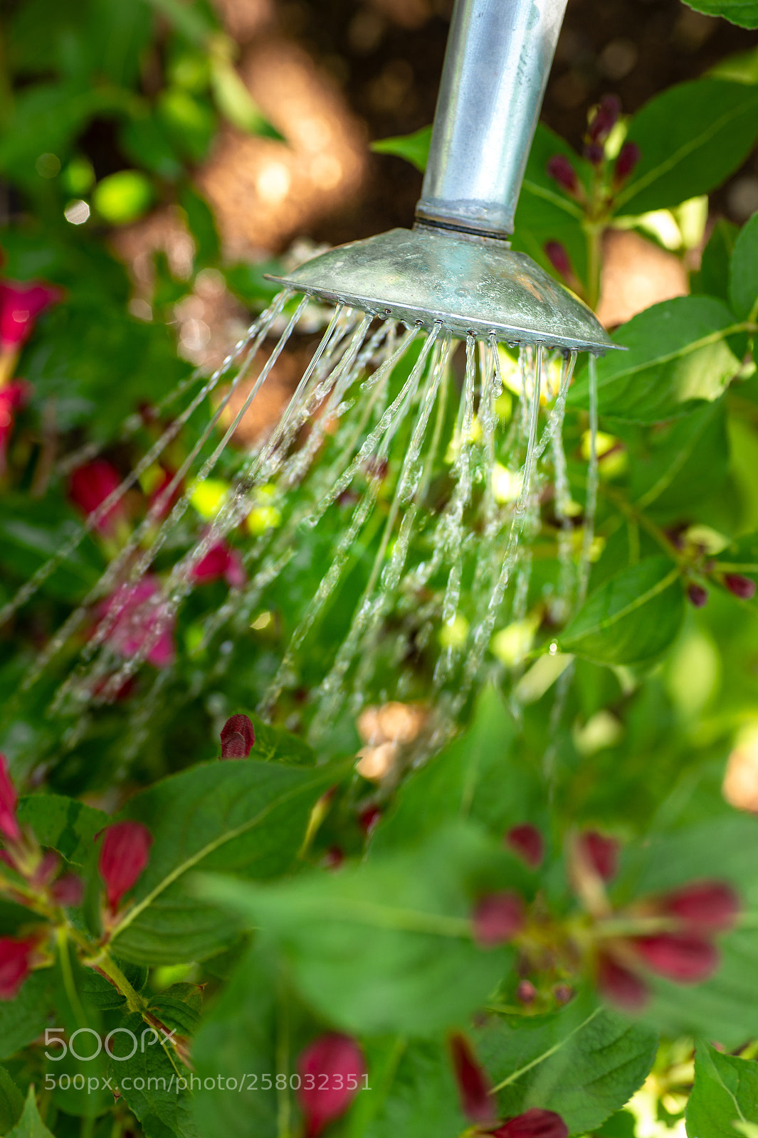 Nikon D4S sample photo. Watering flower bed using photography