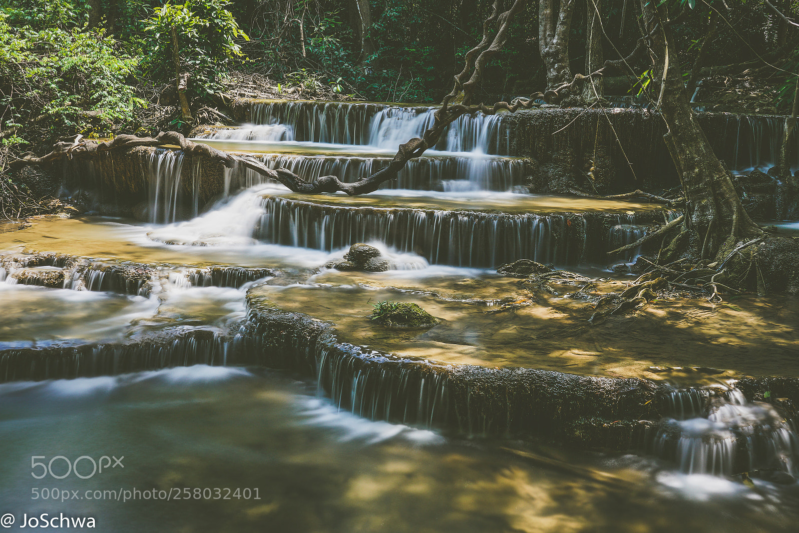 Sony a7R II sample photo. In the forest photography