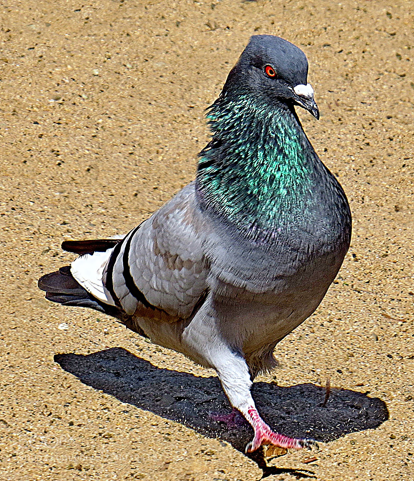 Canon PowerShot SX50 HS sample photo. A pigeon taking a photography