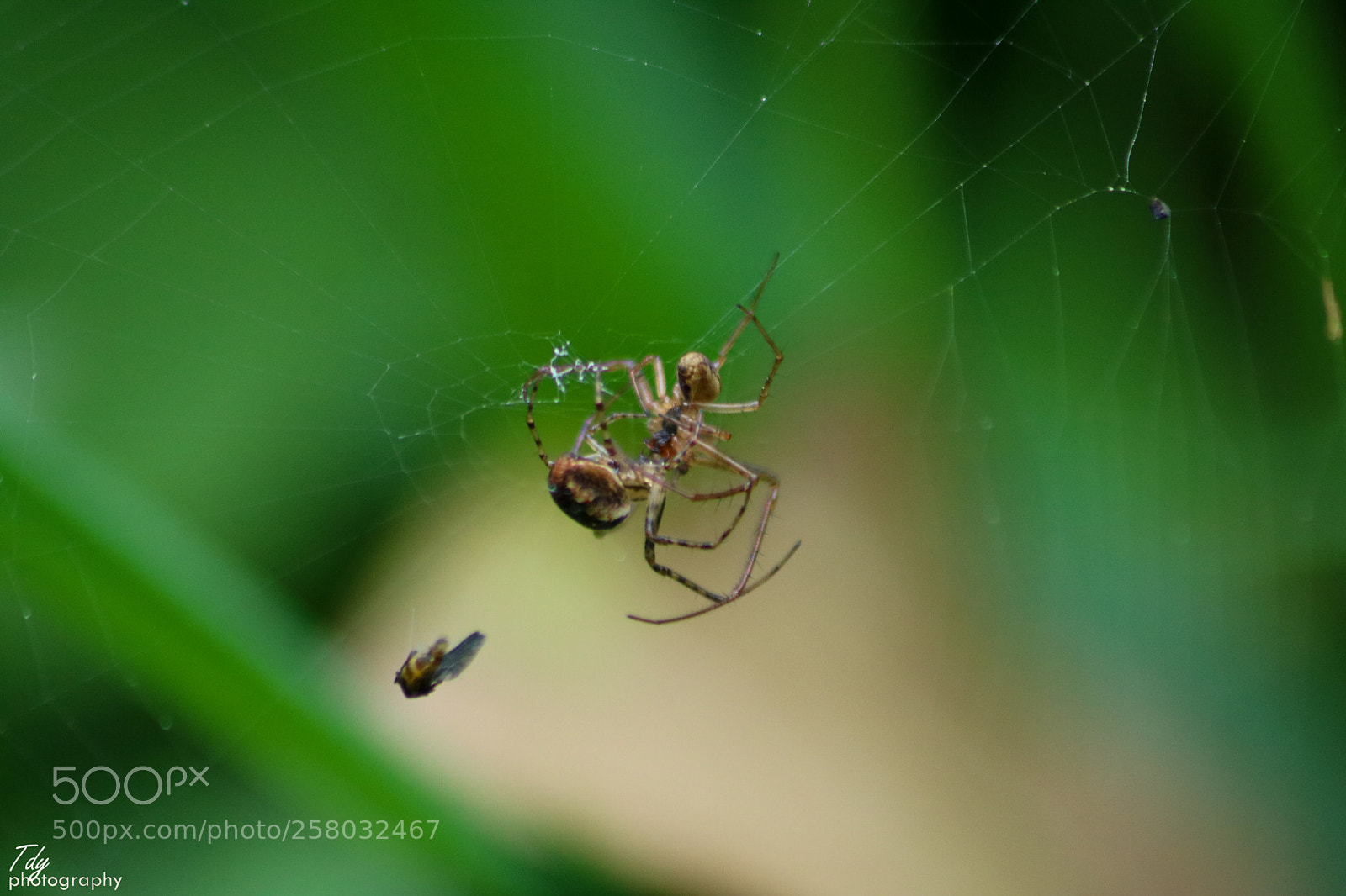 Canon EOS 750D (EOS Rebel T6i / EOS Kiss X8i) sample photo. Spider battle photography