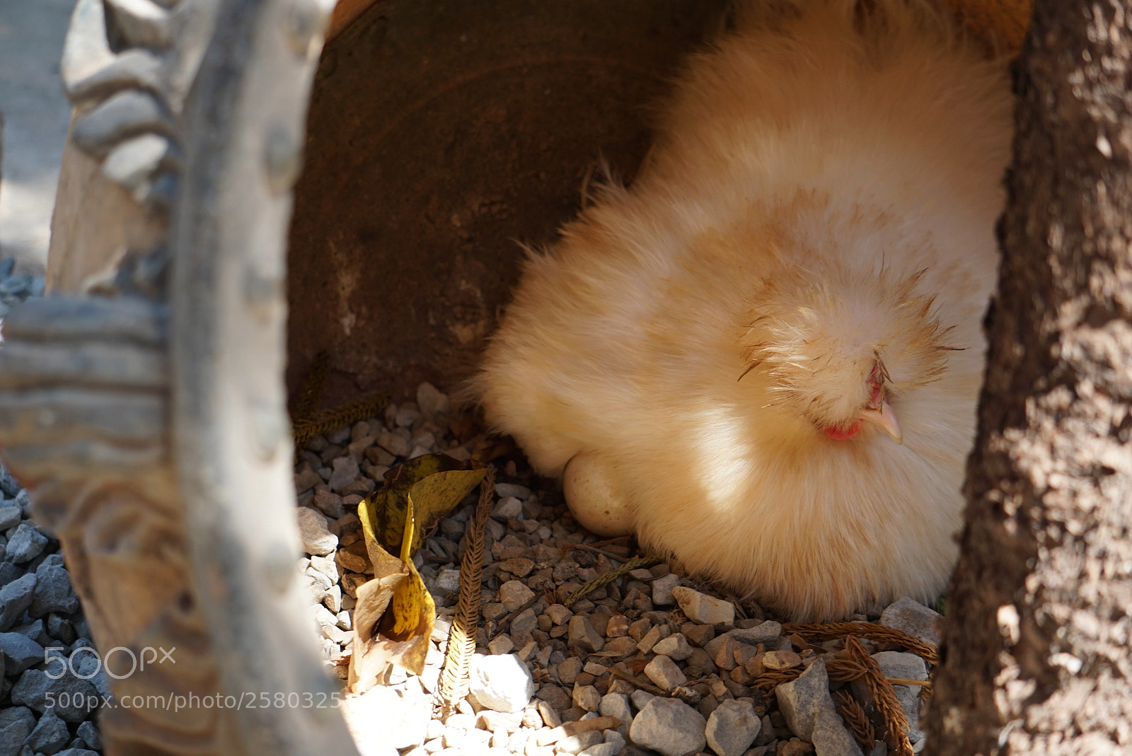 Sony a6000 sample photo. Chicken photography