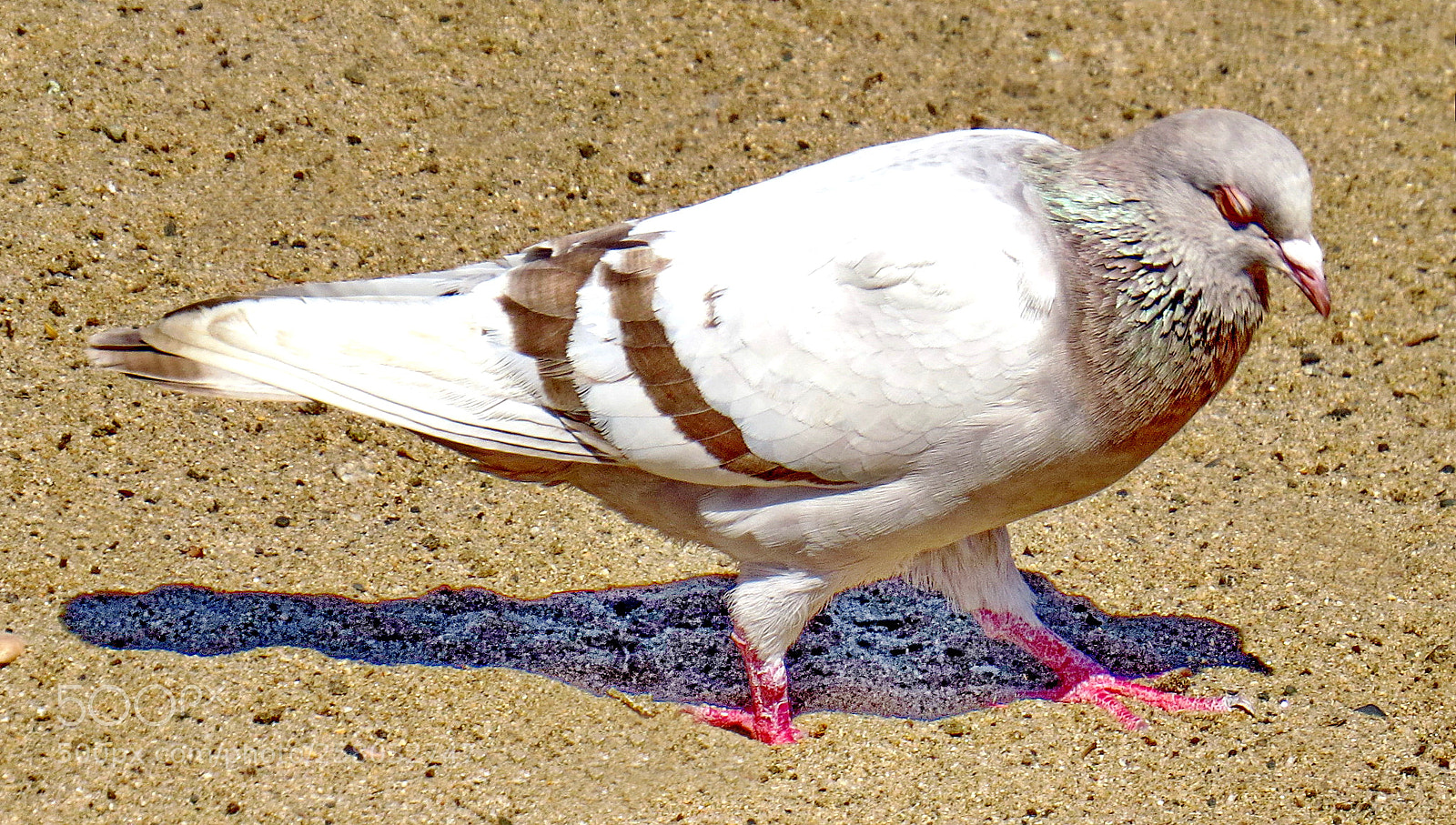 Canon PowerShot SX50 HS sample photo. A white pigeon walking photography
