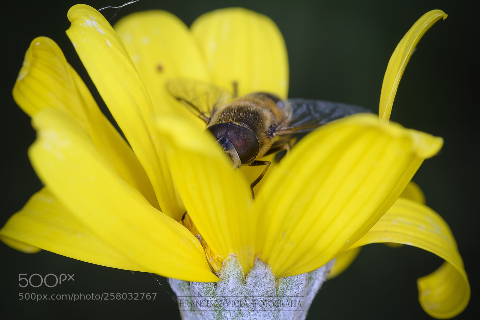 Nikon D7100 sample photo. I see you photography