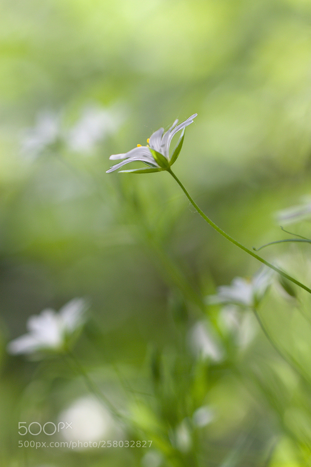 Canon EOS 70D sample photo. Blanche0845 photography