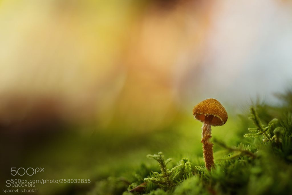 Nikon D7100 sample photo. Litlle mushroom photography
