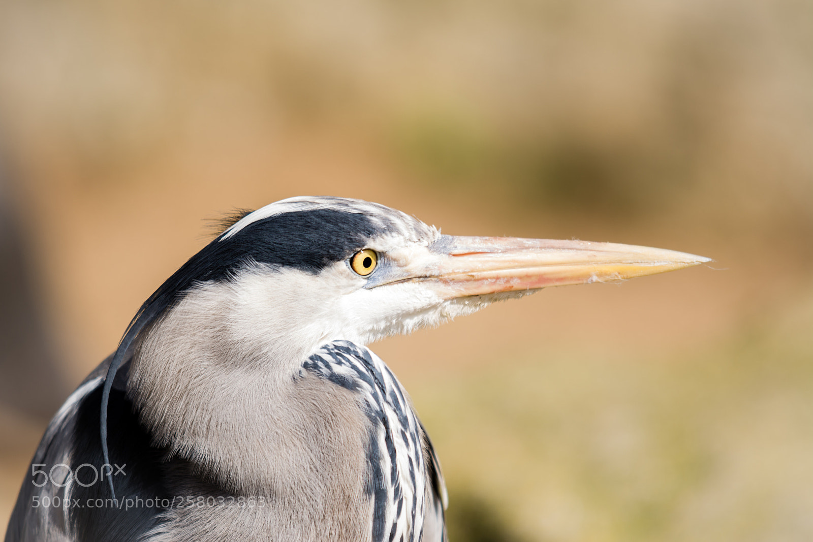 Nikon D7100 sample photo. Grey heron photography