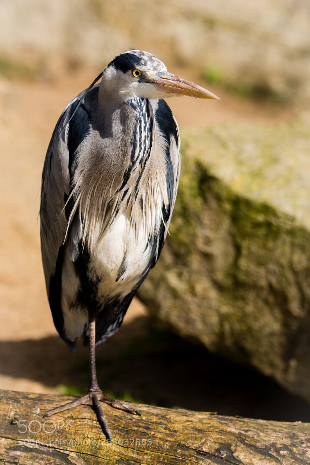 Nikon D7100 sample photo. Grey heron photography
