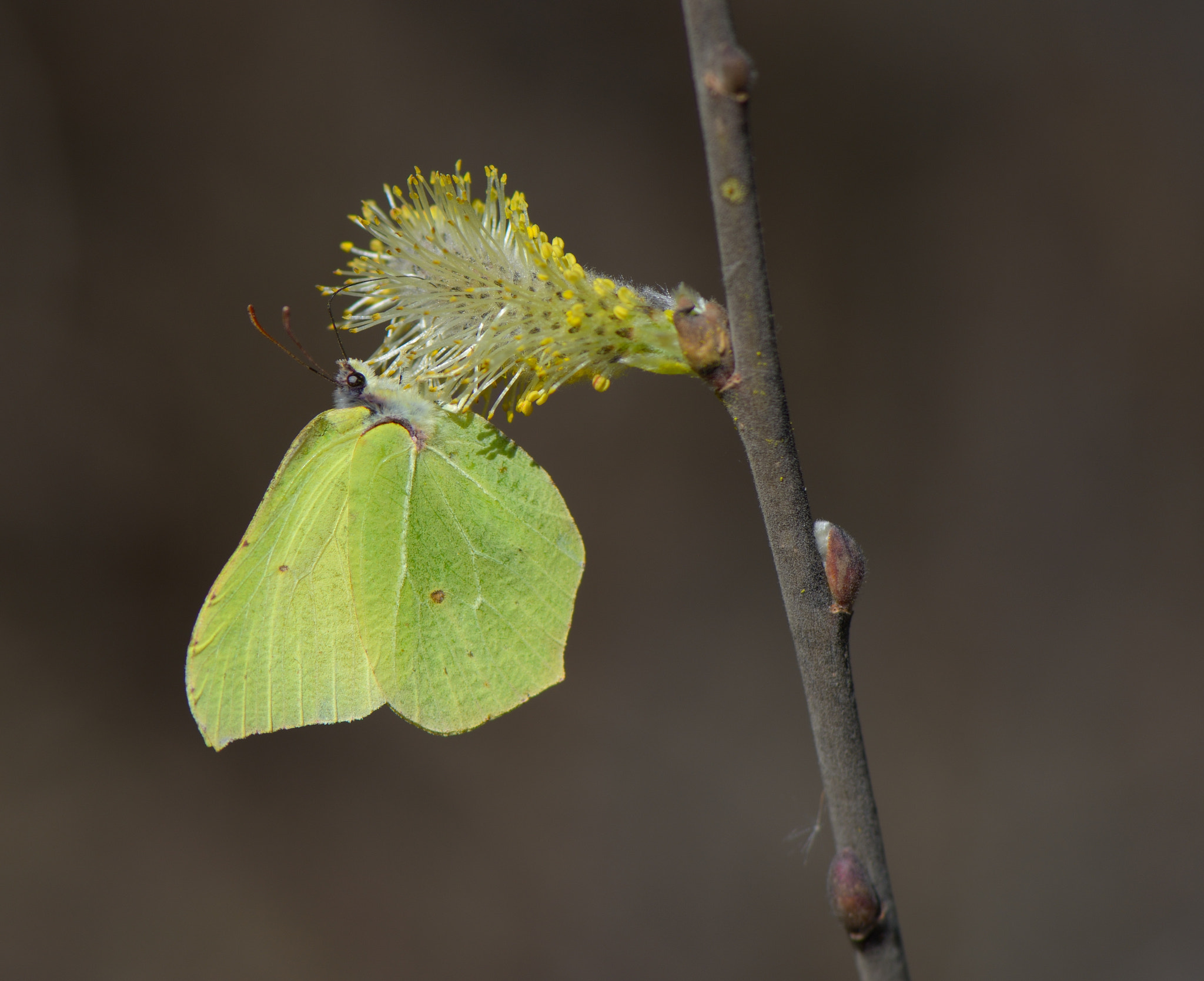 Nikon AF-S Micro-Nikkor 105mm F2.8G IF-ED VR sample photo. Gonepteryx rhamni photography
