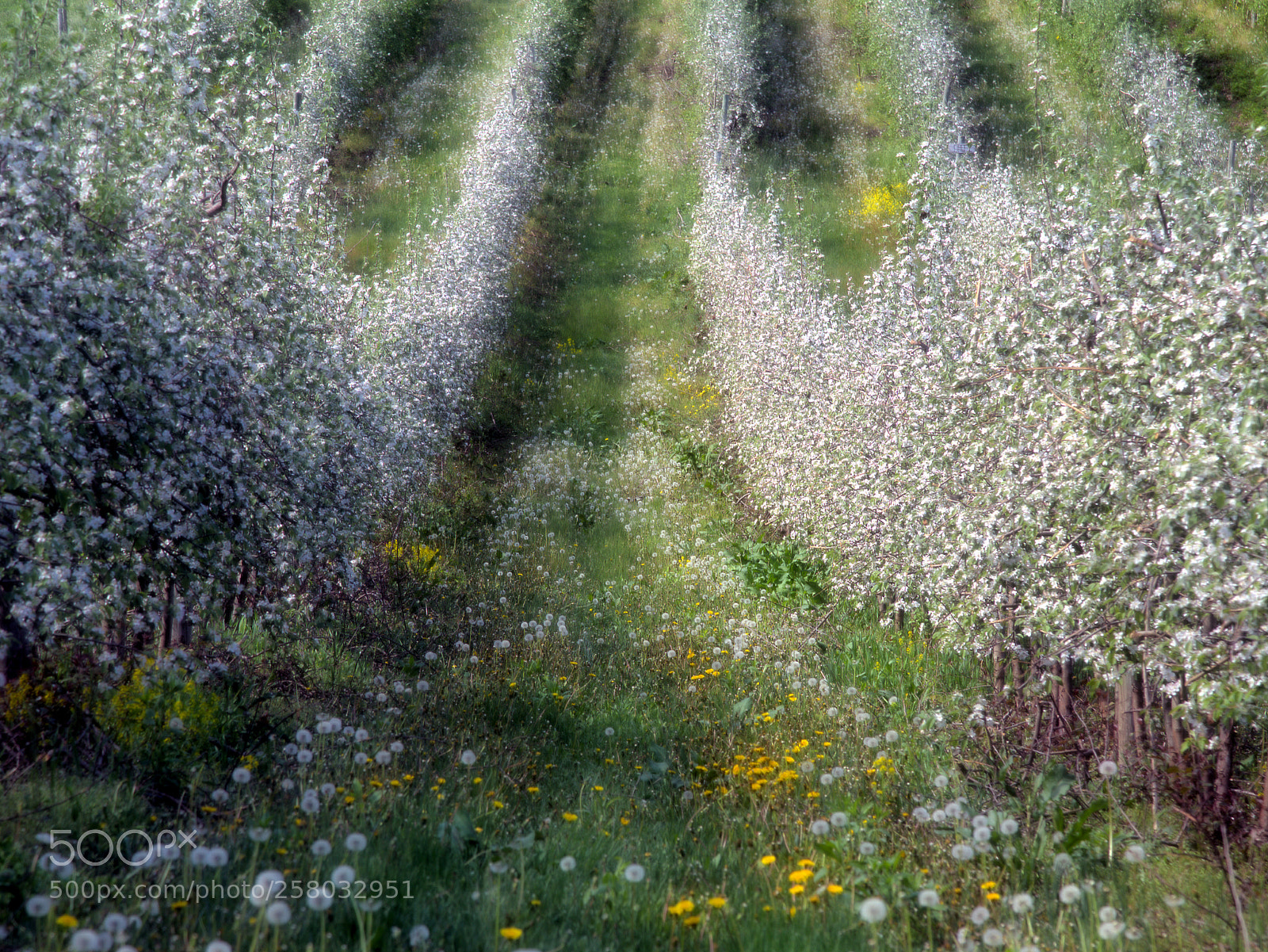 Canon EOS 6D sample photo. Hard cider, dandelion wine photography
