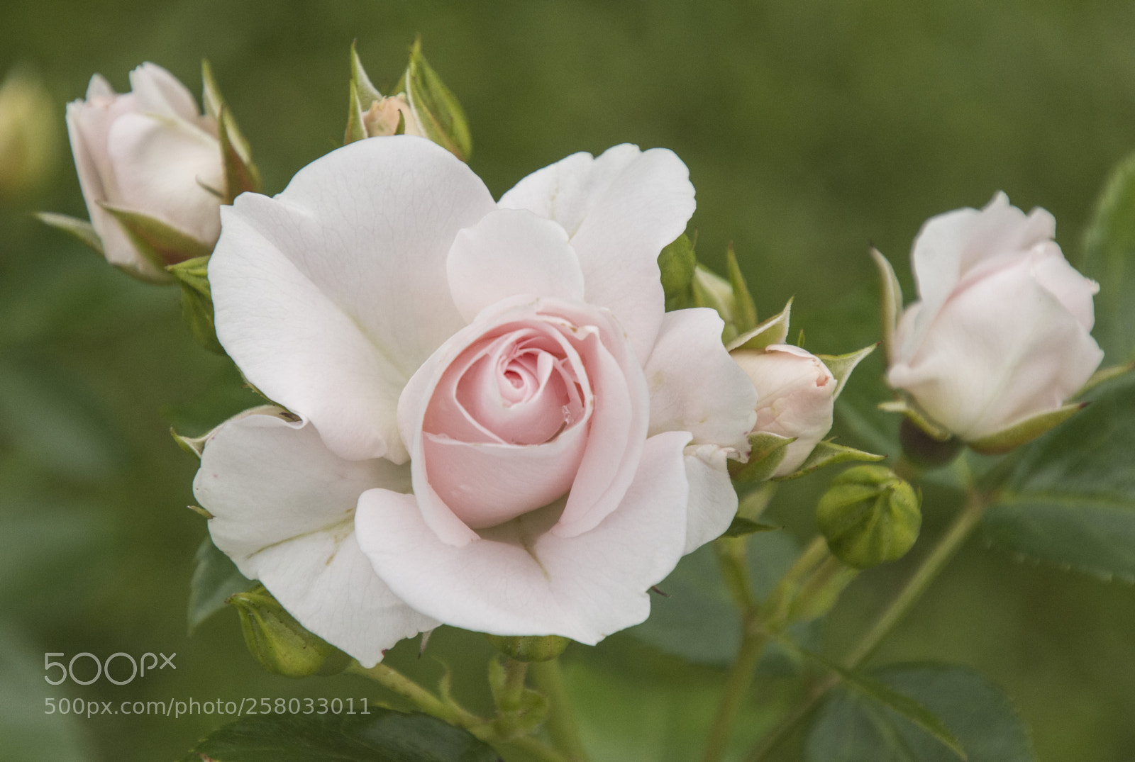 Nikon D7200 sample photo. Rosas photography