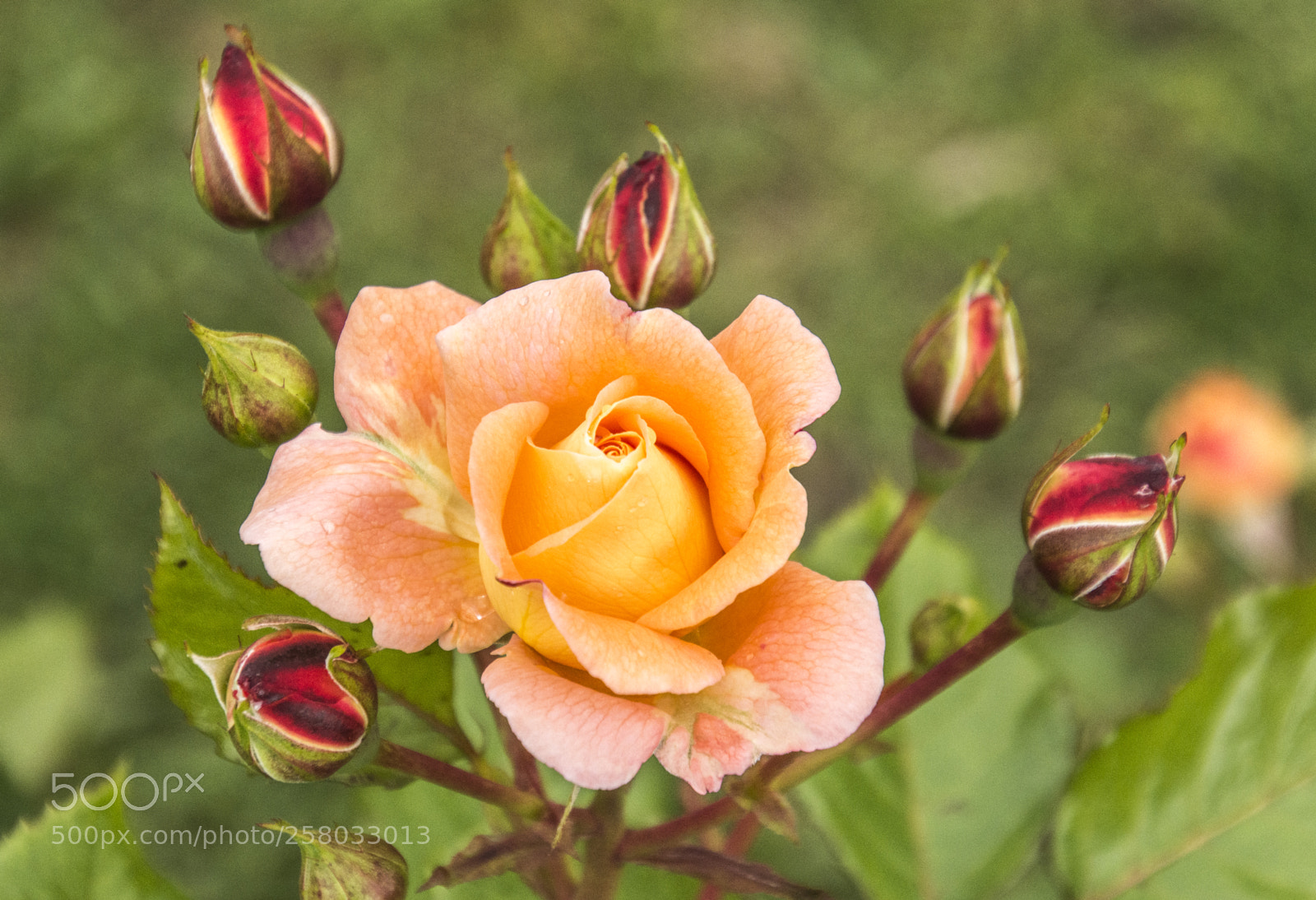 Nikon D7200 sample photo. Rosas photography
