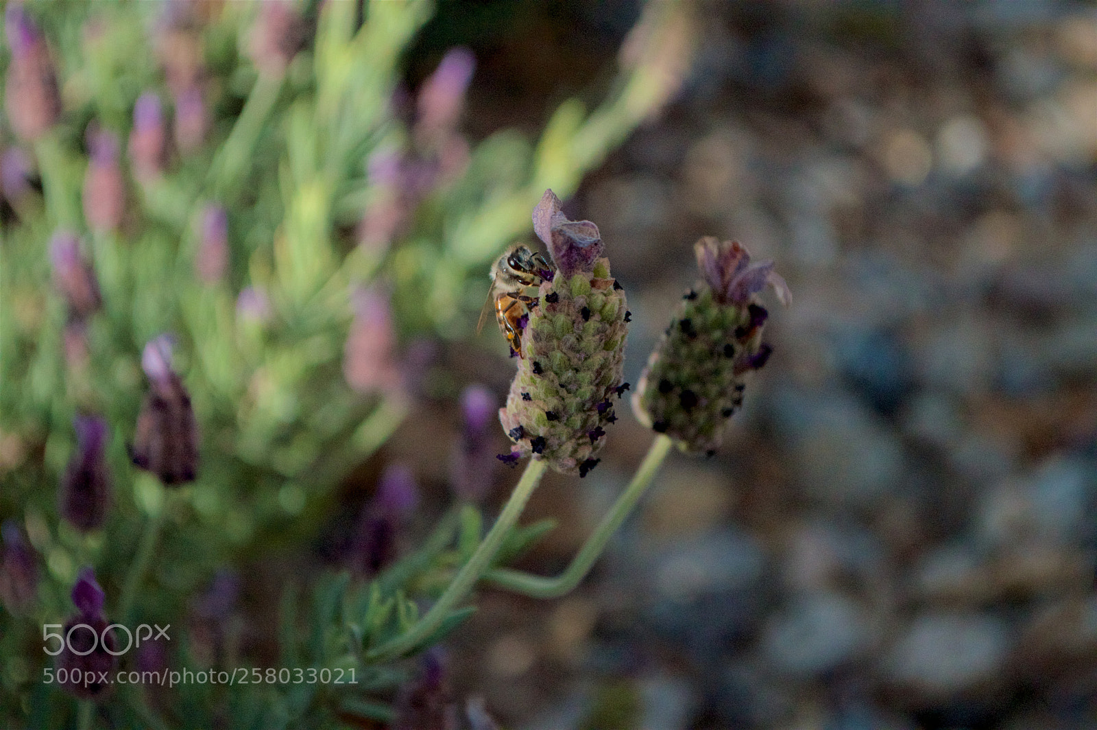 Nikon D3200 sample photo. Marfa bee (lavender) photography