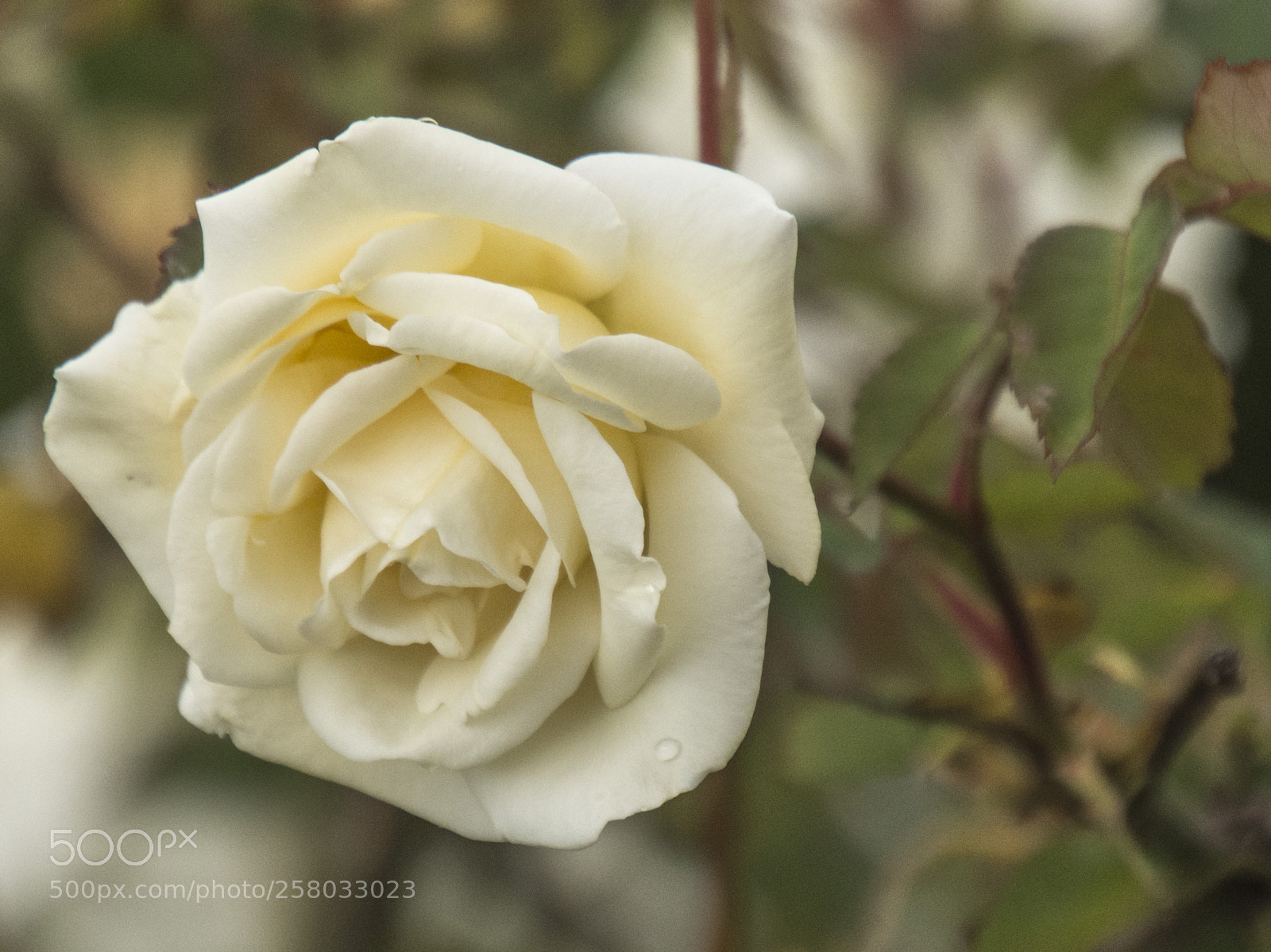 Nikon D7200 sample photo. Rosas photography