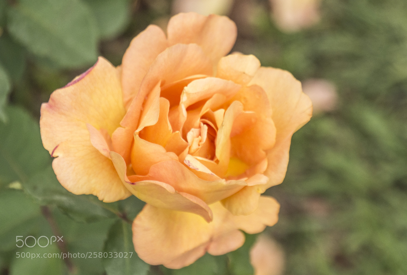 Nikon D7200 sample photo. Rosas photography