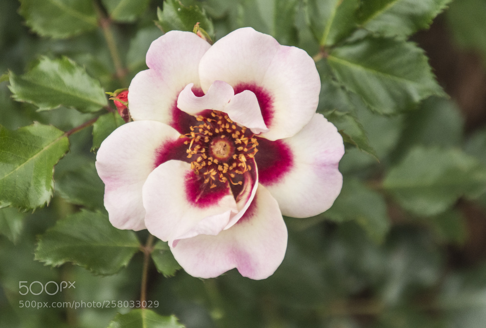 Nikon D7200 sample photo. Rosas photography