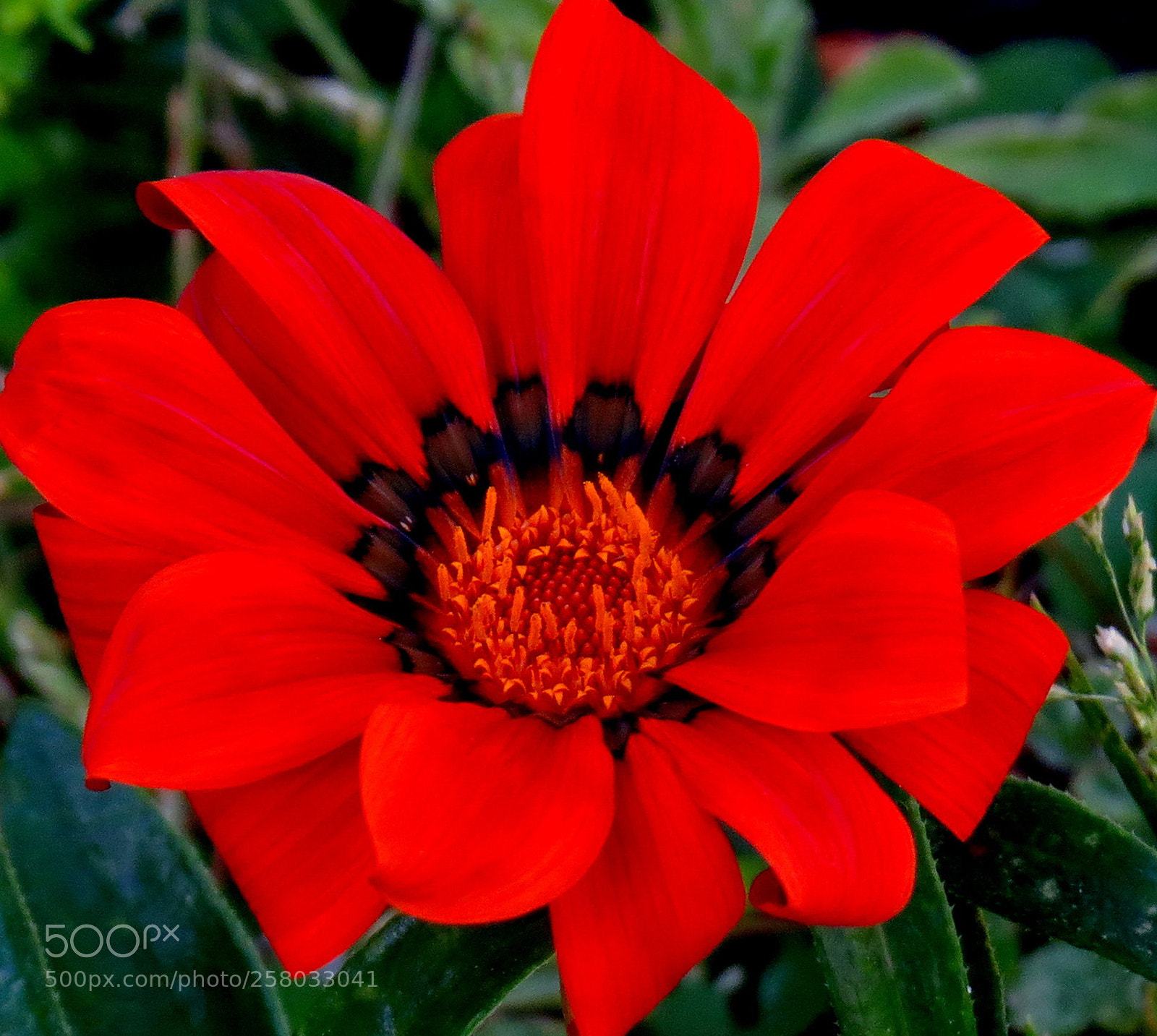 Canon PowerShot SX50 HS sample photo. A red flower in photography