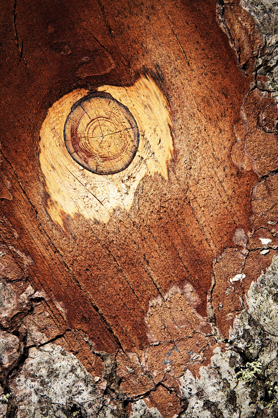 Nikon D5500 sample photo. Detail fir bark the photography