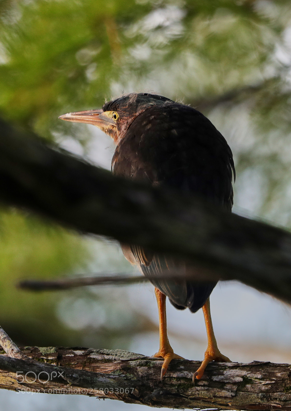 Canon EOS-1D X Mark II sample photo. 05-15-18-0017864.jpg photography