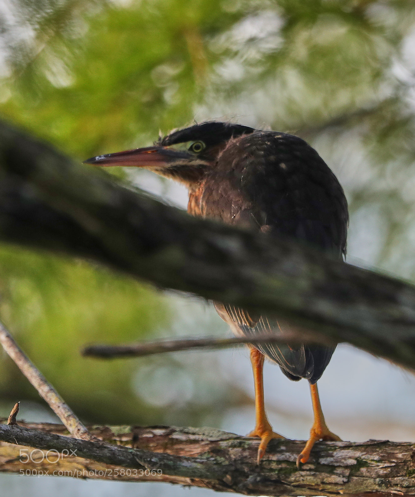 Canon EOS-1D X Mark II sample photo. 05-15-18-0017862.jpg photography