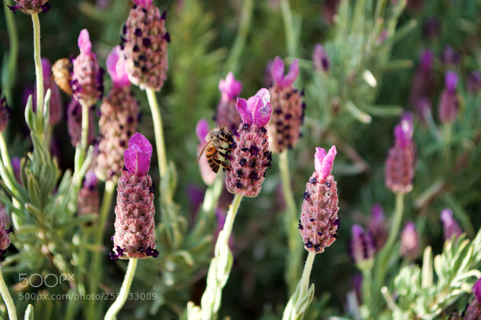 Nikon D3200 sample photo. Marfa bee (lavender) photography