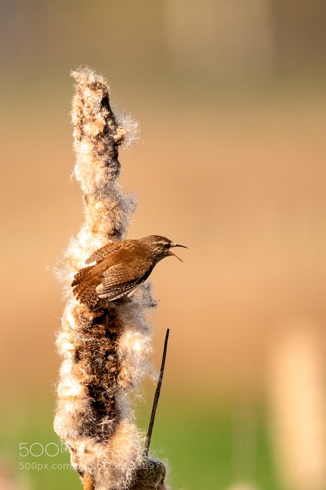 Canon EOS 7D Mark II sample photo. Cheep.jpg photography