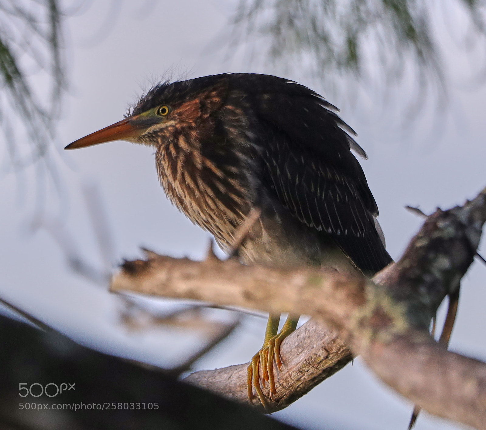 Canon EOS-1D X Mark II sample photo. 05-15-18-0017866.jpg photography