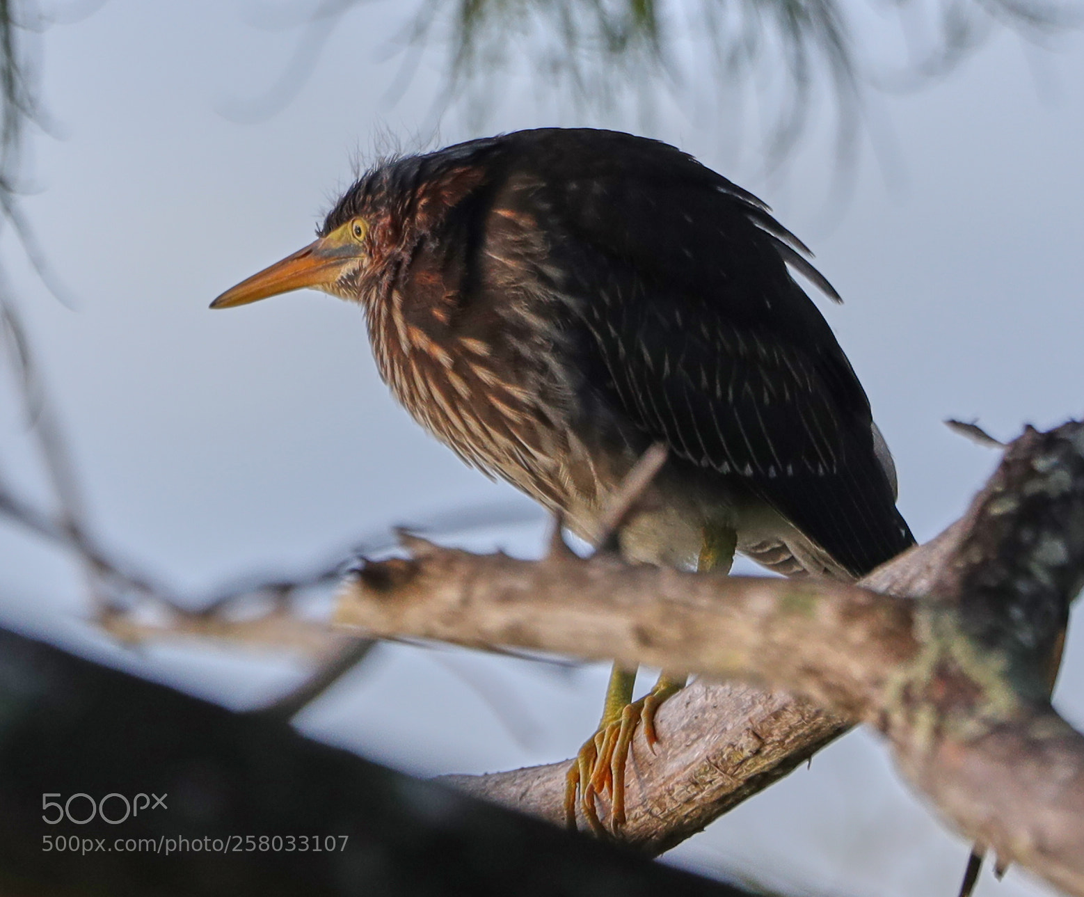 Canon EOS-1D X Mark II sample photo. 05-15-18-0017872.jpg photography