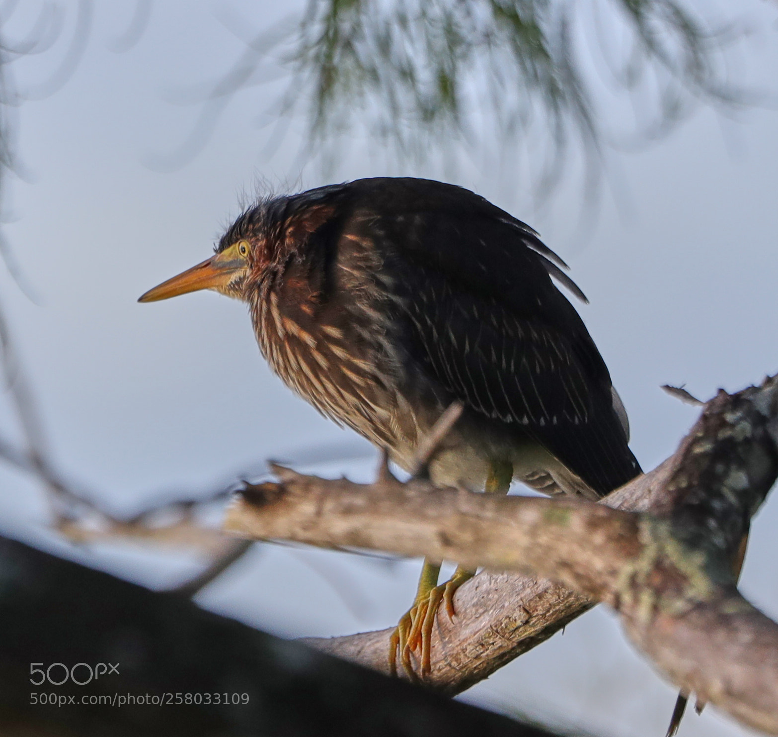 Canon EOS-1D X Mark II sample photo. 05-15-18-0017873.jpg photography