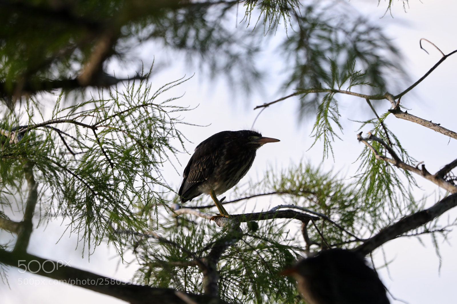 Canon EOS-1D X Mark II sample photo. 05-15-18-0017852.jpg photography